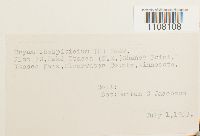 Bryum caespiticium image