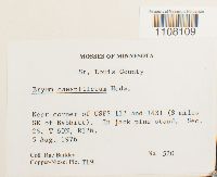 Bryum caespiticium image