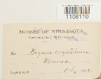 Bryum caespiticium image