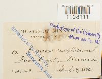 Bryum caespiticium image