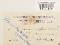 Bryum caespiticium image