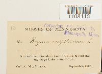 Bryum caespiticium image