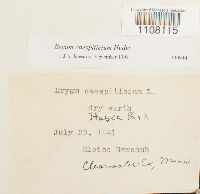 Bryum caespiticium image