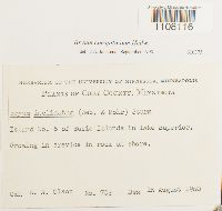 Bryum caespiticium image