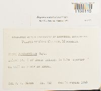 Bryum caespiticium image