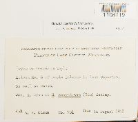 Bryum caespiticium image