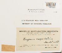 Bryum caespiticium image