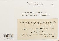 Bryum caespiticium image