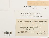 Bryum caespiticium image