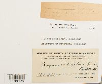 Bryum caespiticium image