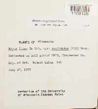 Bryum caespiticium image