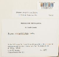 Bryum caespiticium image