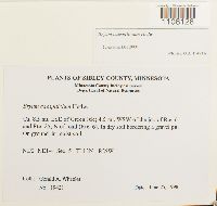 Bryum caespiticium image