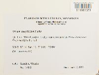 Bryum caespiticium image