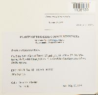 Bryum caespiticium image