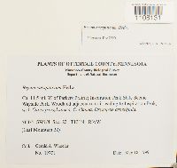 Bryum caespiticium image