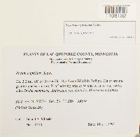 Bryum caespiticium image