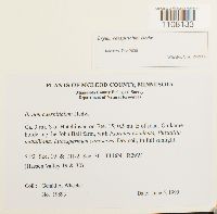 Bryum caespiticium image