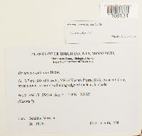 Bryum caespiticium image