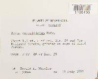 Bryum caespiticium image