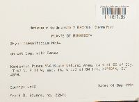 Bryum caespiticium image