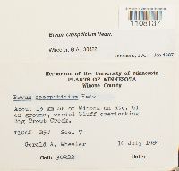 Bryum caespiticium image