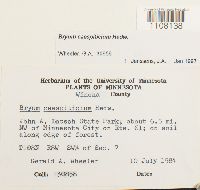 Bryum caespiticium image