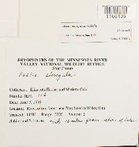 Bryum caespiticium image