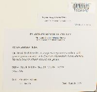 Bryum caespiticium image