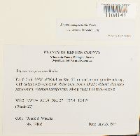 Bryum caespiticium image