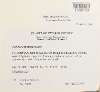 Bryum caespiticium image