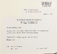 Bryum caespiticium image