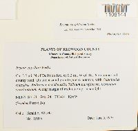 Bryum caespiticium image