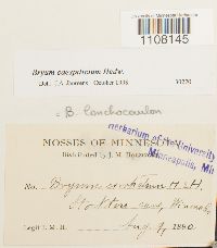 Bryum caespiticium image