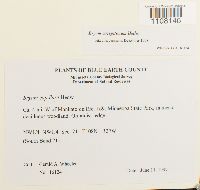 Bryum caespiticium image