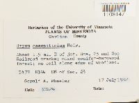 Bryum caespiticium image