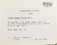 Bryum caespiticium image