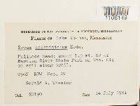 Bryum caespiticium image