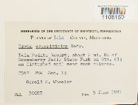 Bryum caespiticium image