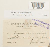 Bryum caespiticium image