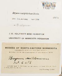 Bryum caespiticium image