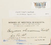 Bryum caespiticium image