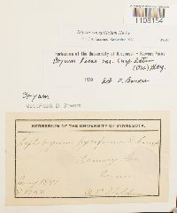 Bryum caespiticium image