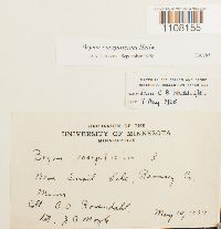 Bryum caespiticium image