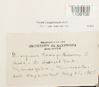 Bryum caespiticium image