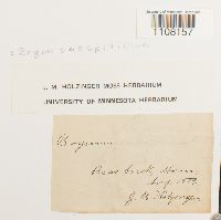 Bryum caespiticium image