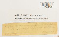 Bryum caespiticium image