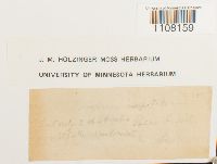 Bryum caespiticium image