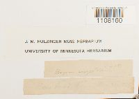 Bryum caespiticium image