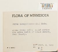 Bryum caespiticium image